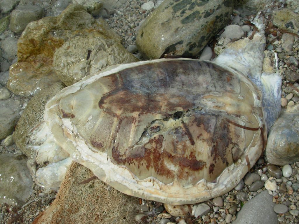 Tartaruga spiaggiata